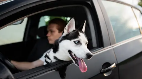 Los automovilistas no tienen prohibido viajar con sus mascotas pero con responsabilidad / FREEPIK