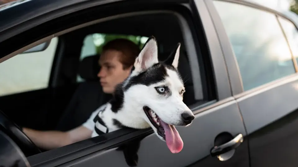 Los automovilistas no tienen prohibido viajar con sus mascotas pero con responsabilidad / FREEPIK