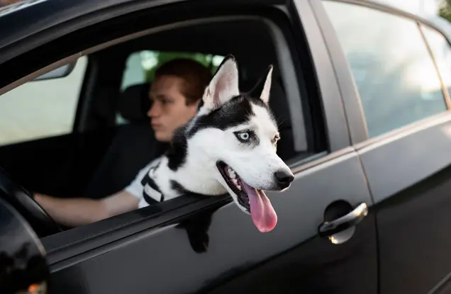 Los automovilistas no tienen prohibido viajar con sus mascotas pero con responsabilidad / FREEPIK