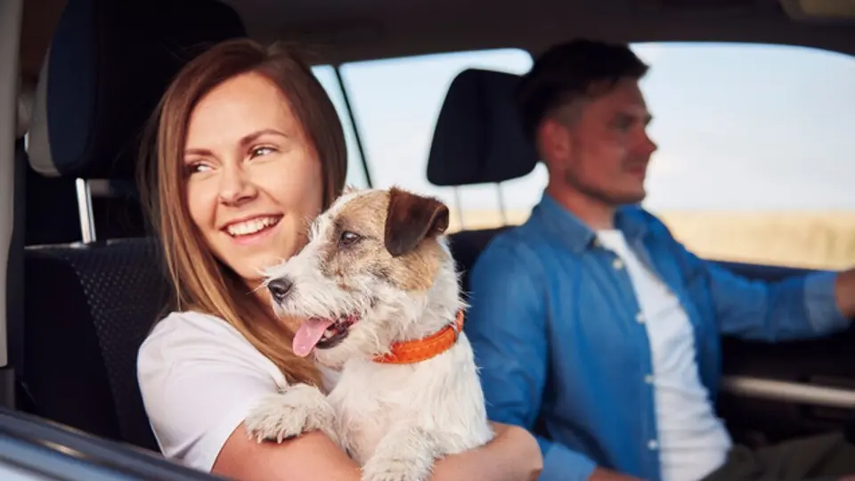 Uno de los principales peligros se encuentran que el perro pueda brincar hacia la palanca de velocidades o empujar el volante / FREEPIK
