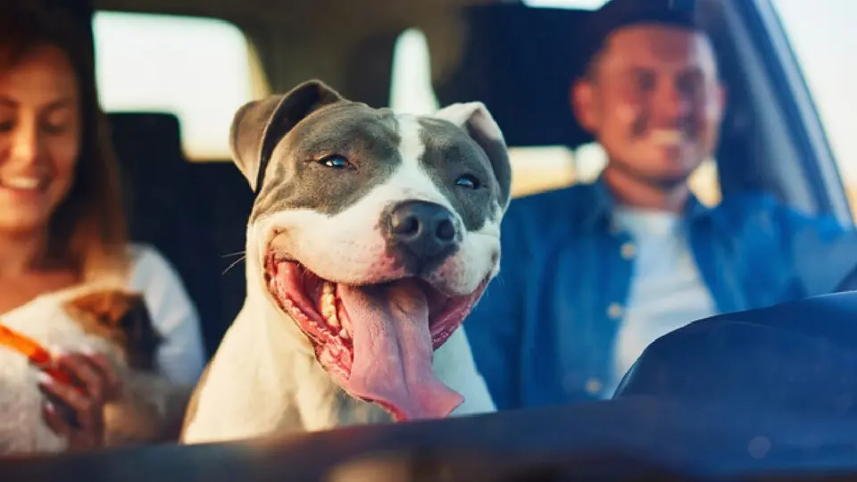 ¿Te pueden multar por viajar con tu perro? Esto dice la ley
