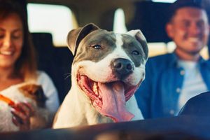 ¿Te pueden multar por viajar con tu perro? Esto dice la ley