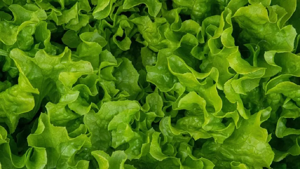 Las autoridades sanitarias tampoco han confirmado si la lechuga traer la bacteria / Magnific
