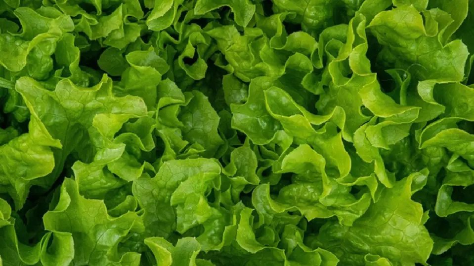 Las autoridades sanitarias tampoco han confirmado si la lechuga traer la bacteria / Magnific