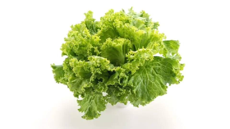 ¿La lechuga provoca la diarrea explosiva? Expertos investigan brote que alarma en EU