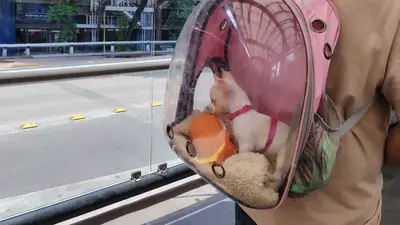 ¿Podrás viajar con tu perro o gato en el Metro? Proponen transporte pet friendly en CDMX