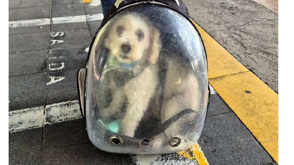 Cada medio de transporte podría establecer requisitos particulares para permitir el traslado de mascotas./ FB: Metrobús