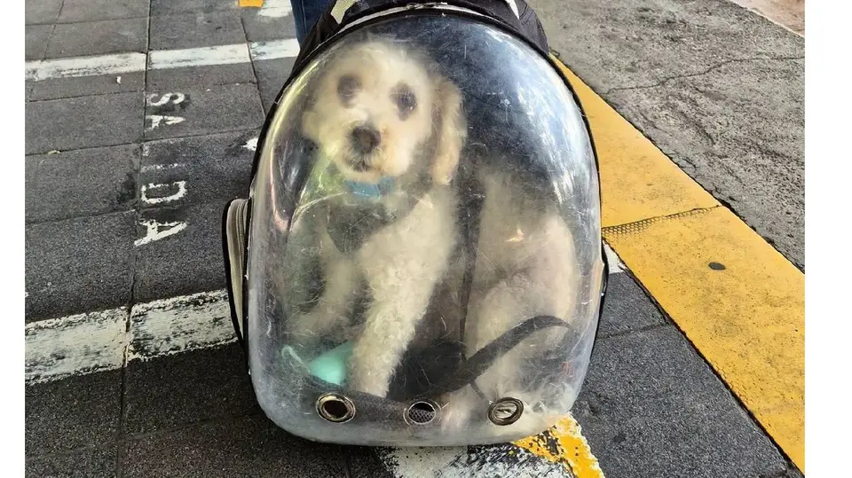 Cada medio de transporte podría establecer requisitos particulares para permitir el traslado de mascotas./ FB: Metrobús