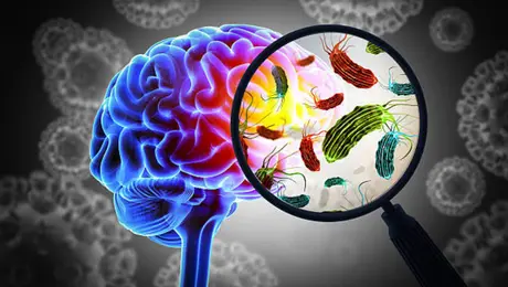 Ameba “comecerebros”: ¿cómo entra al cuerpo humano y cuáles son sus síntomas?