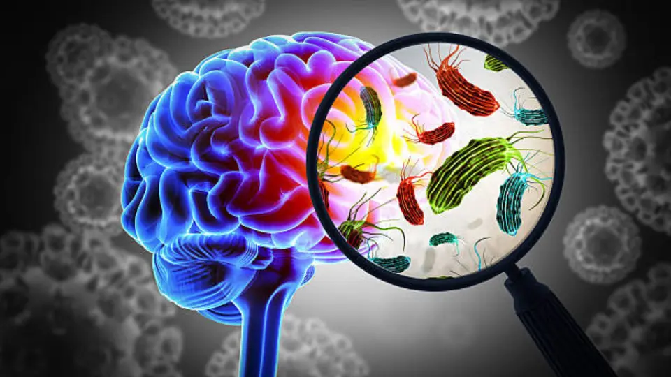 Ameba “comecerebros”: ¿cómo entra al cuerpo humano y cuáles son sus síntomas?