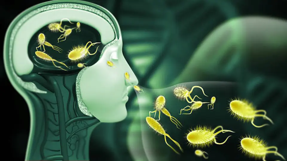 La llamada “ameba comecerebros” puede provocar una infección cerebral poco frecuente, pero de rápida evolución. / iStock