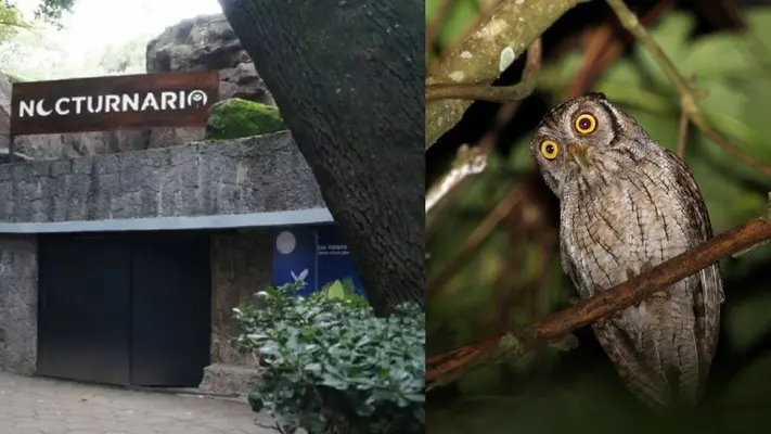 ‘Nocturnario’ en Chapultepec CDMX: Fechas, horarios y costos para ver animales nocturnos