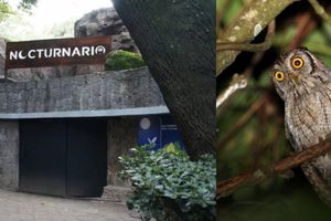 ‘Nocturnario’ en Chapultepec CDMX: Fechas, horarios y costos para ver animales nocturnos