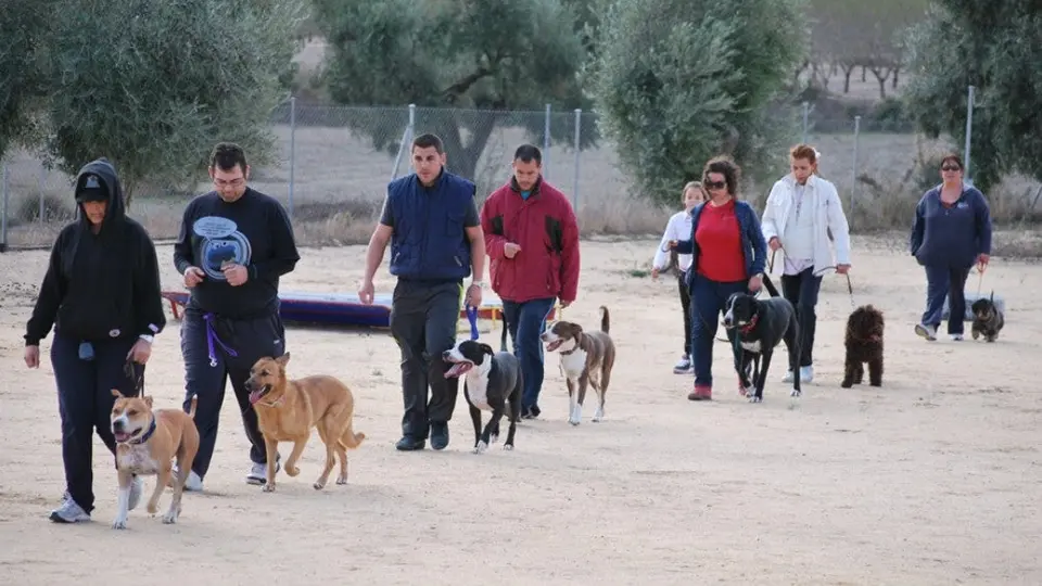 ¡Adiestramiento para tus perritos en CDMX totalmente gratis!