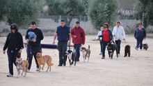 ¡Adiestramiento para tus perritos en CDMX totalmente gratis!
