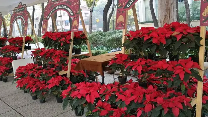 CDMX 2024: Así es el Festival de las Flores de Nochebuena en Paseo de la Reforma