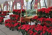 CDMX 2024: Así es el Festival de las Flores de Nochebuena en Paseo de la Reforma