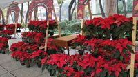 CDMX 2024: Así es el Festival de las Flores de Nochebuena en Paseo de la Reforma