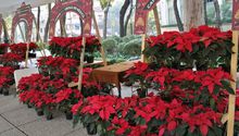 CDMX 2024: Así es el Festival de las Flores de Nochebuena en Paseo de la Reforma