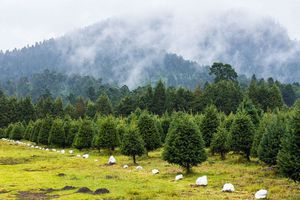 Corta tu propio pino de navidad natural en Amecameca y ayuda al medio ambiente