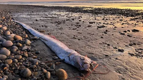 Aparece nuevamente el 'pez del fin del mundo' en playas de California