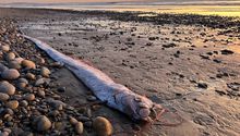 Aparece nuevamente el 'pez del fin del mundo' en playas de California
