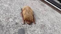 ¡Increíble! Hallan un murciélago en el Metro Boulevard Puerto Aéreo