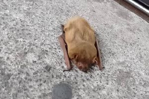 ¡Increíble! Hallan un murciélago en el Metro Boulevard Puerto Aéreo