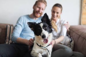 Proponen en México la 'ley con quién se queda el perro'