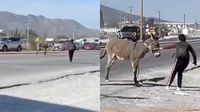 VIDEO: Estudiantes detienen el tráfico para salvar a un burro de ser atropellado en plena carretera