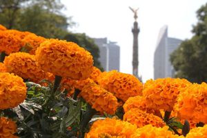 ¡Ya abrió el Festival de las Flores de Cempasúchil en Reforma 2024!