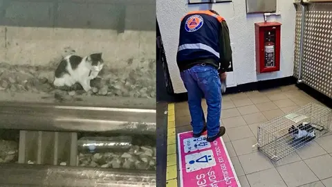Rescatan a gatito que vivía en las vías del metro de la CDMX
