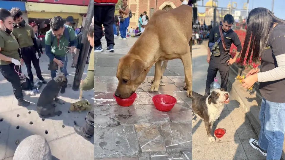 Exigen rescatar a perritos abandonados en la Basílica; ciudadanos se organizan para alimentarlos