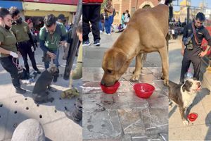 Exigen rescatar a perritos abandonados en la Basílica; ciudadanos se organizan para alimentarlos