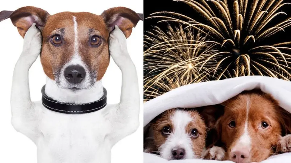 Así puedes vendar a tu perro para que no le afecte la pirotecnia de las fiestas patrias
