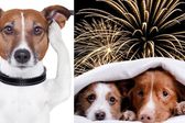 Así puedes vendar a tu perro para que no le afecte la pirotecnia de las fiestas patrias