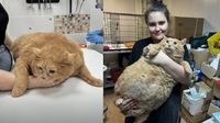 Muere Króshik, el viral gatito ruso que fue encontrado en un hospital y pesaba 17 kilos