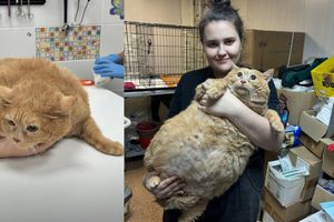 Muere Króshik, el viral gatito ruso que fue encontrado en un hospital y pesaba 17 kilos