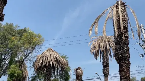 ¿Por qué se están muriendo las palmeras de Paseo de la Reforma en CDMX?
