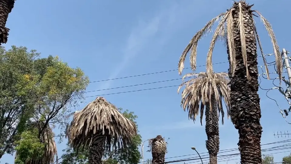 ¿Por qué se están muriendo las palmeras de Paseo de la Reforma en CDMX?