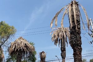 ¿Por qué se están muriendo las palmeras de Paseo de la Reforma en CDMX?