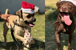 Lomitos abandonados en el Metro llevarán cartas de los niños a Santa Claus y Los Reyes Magos