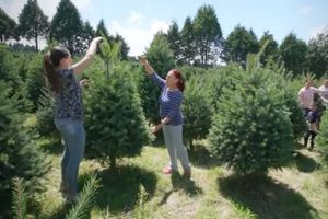 Profepa revisará más de 500 mil árboles de Navidad por esta preocupante razón