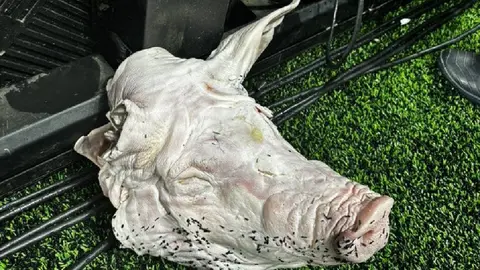 ¿El cochinillo de Figo? Hinchas arrojan una cabeza de cerdo en el Corinthians vs Palmeiras