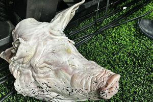 ¿El cochinillo de Figo? Hinchas arrojan una cabeza de cerdo en el Corinthians vs Palmeiras