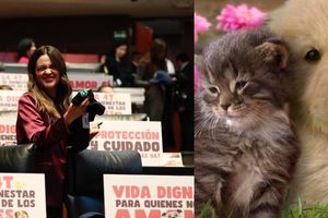 ¡Es oficial! México asegura protección constitucional para los animales