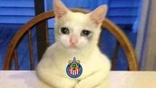 Los mejores memes de la derrota de Chivas en la Copa Pacífica