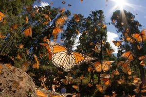 Santuario de las Mariposas Monarcas abre sus puertas para visitantes