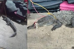40 cocodrilos fueron atrapados en Acapulco tras el paso del huracán ‘John’
