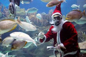 Habrá concierto navideño en Acuario Inbursa ¿Cuánto cuesta el boleto?